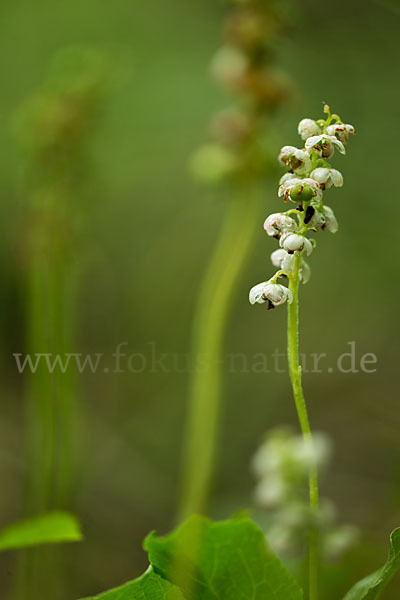 Rundblättriges Wintergrün (Pyrola rotundifolia)