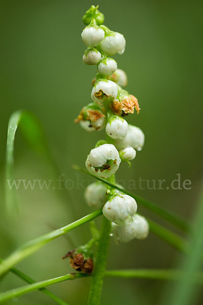 Rundblättriges Wintergrün (Pyrola rotundifolia)