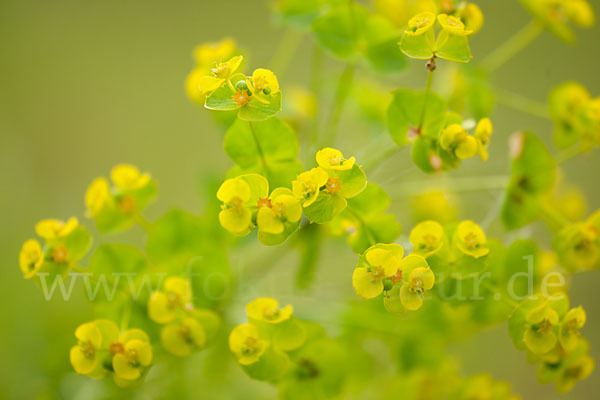 Ruten-Wolfsmilch (Euphorbia virgata)