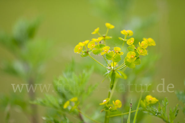 Ruten-Wolfsmilch (Euphorbia virgata)