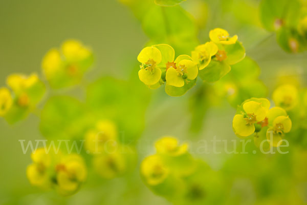 Ruten-Wolfsmilch (Euphorbia virgata)