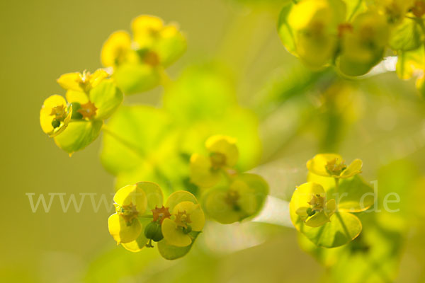 Ruten-Wolfsmilch (Euphorbia virgata)