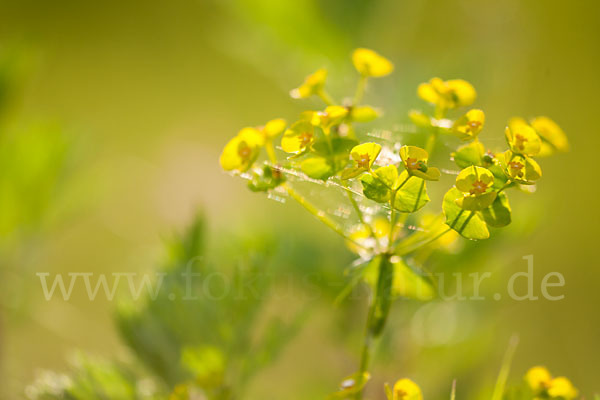 Ruten-Wolfsmilch (Euphorbia virgata)