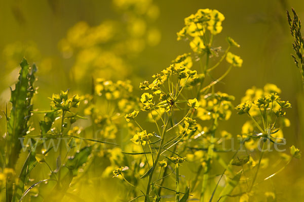 Ruten-Wolfsmilch (Euphorbia virgata)