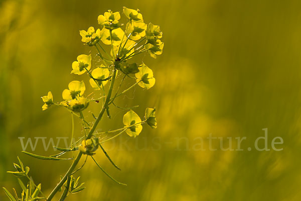 Ruten-Wolfsmilch (Euphorbia virgata)