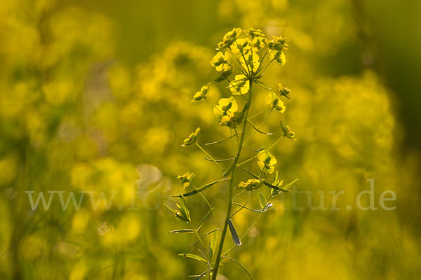 Ruten-Wolfsmilch (Euphorbia virgata)