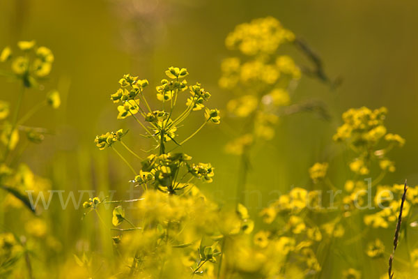 Ruten-Wolfsmilch (Euphorbia virgata)