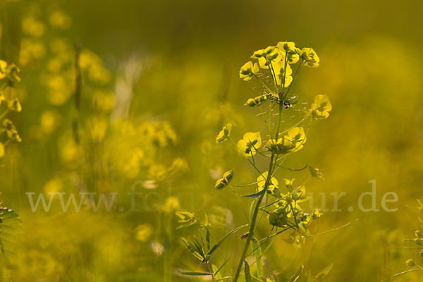 Ruten-Wolfsmilch (Euphorbia virgata)