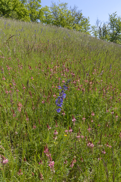 Saat-Esparsette (Onobrychis viciifolia)