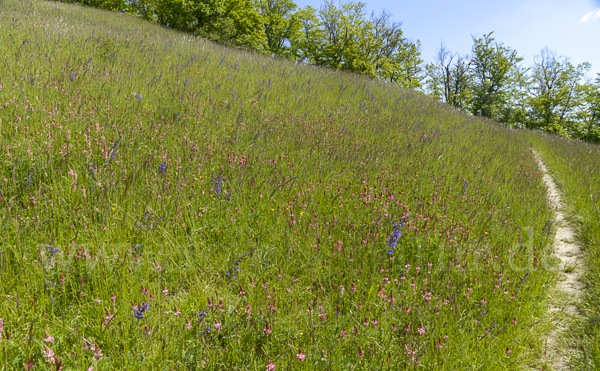 Saat-Esparsette (Onobrychis viciifolia)