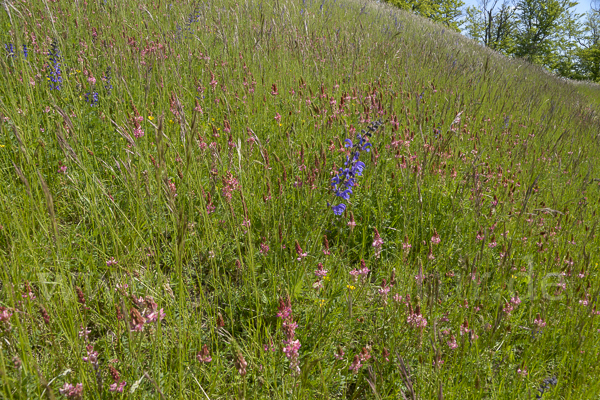 Saat-Esparsette (Onobrychis viciifolia)