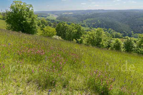 Saat-Esparsette (Onobrychis viciifolia)