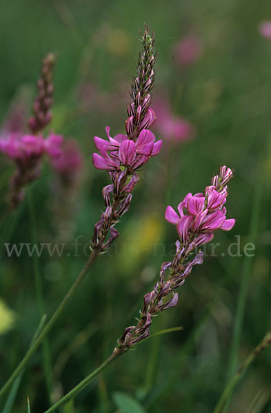 Saat-Esparsette (Onobrychis viciifolia)