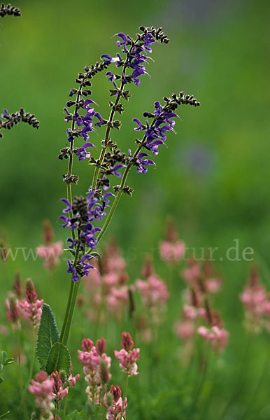 Saat-Esparsette (Onobrychis viciifolia)