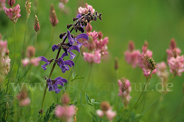 Saat-Esparsette (Onobrychis viciifolia)