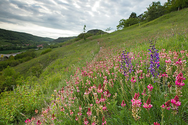 Saat-Esparsette (Onobrychis viciifolia)