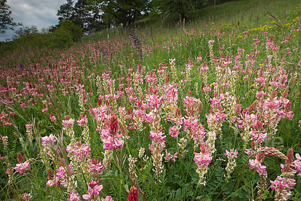 Saat-Esparsette (Onobrychis viciifolia)