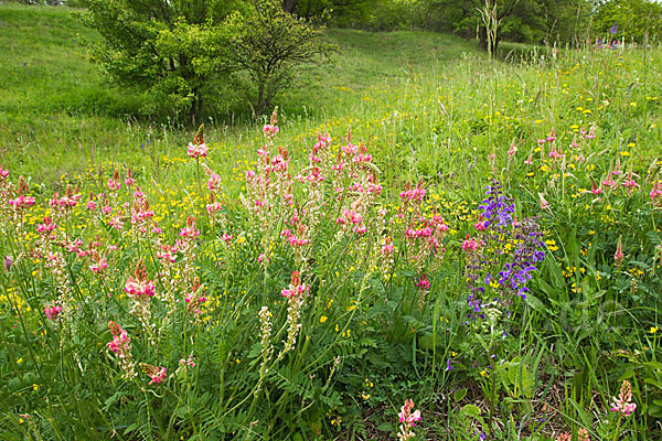 Saat-Esparsette (Onobrychis viciifolia)