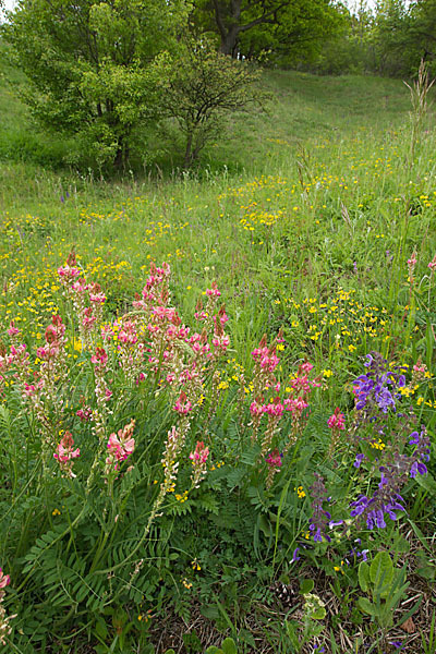 Saat-Esparsette (Onobrychis viciifolia)