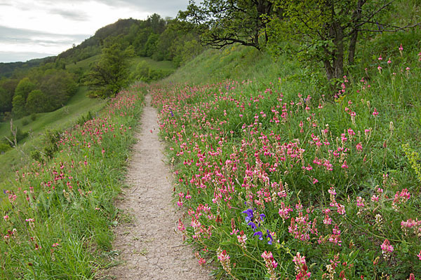 Saat-Esparsette (Onobrychis viciifolia)