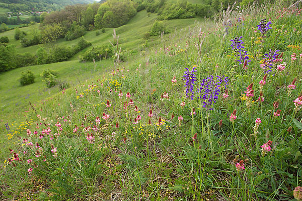 Saat-Esparsette (Onobrychis viciifolia)