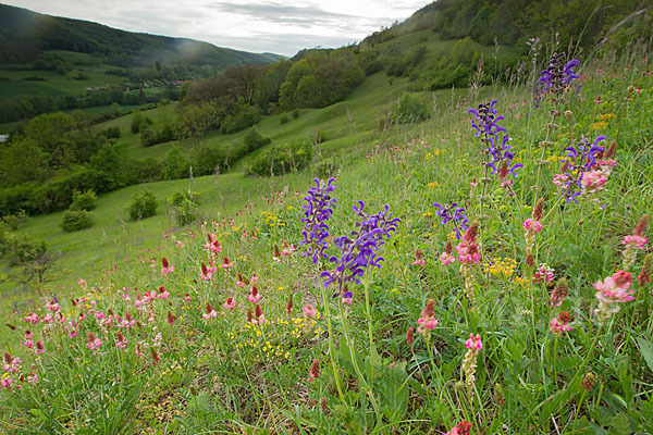 Saat-Esparsette (Onobrychis viciifolia)