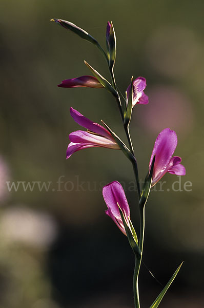 Saat Siegwurz (Gladiolus italicus)