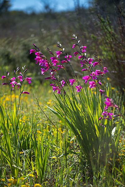 Saat Siegwurz (Gladiolus italicus)