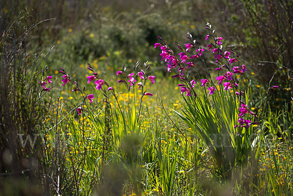 Saat Siegwurz (Gladiolus italicus)