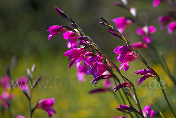 Saat Siegwurz (Gladiolus italicus)