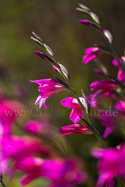 Saat Siegwurz (Gladiolus italicus)