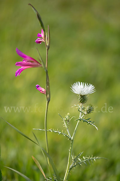 Saat Siegwurz (Gladiolus italicus)