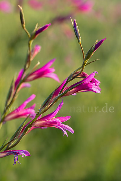 Saat Siegwurz (Gladiolus italicus)