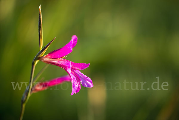 Saat Siegwurz (Gladiolus italicus)