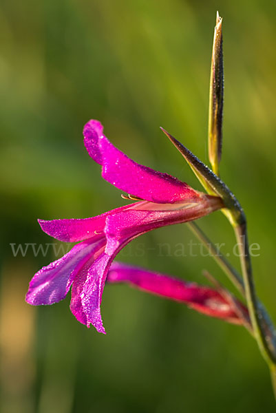 Saat Siegwurz (Gladiolus italicus)