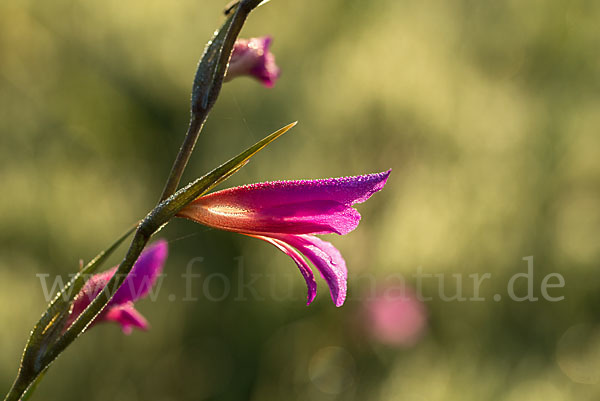 Saat Siegwurz (Gladiolus italicus)