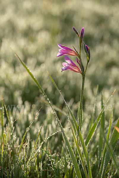 Saat Siegwurz (Gladiolus italicus)