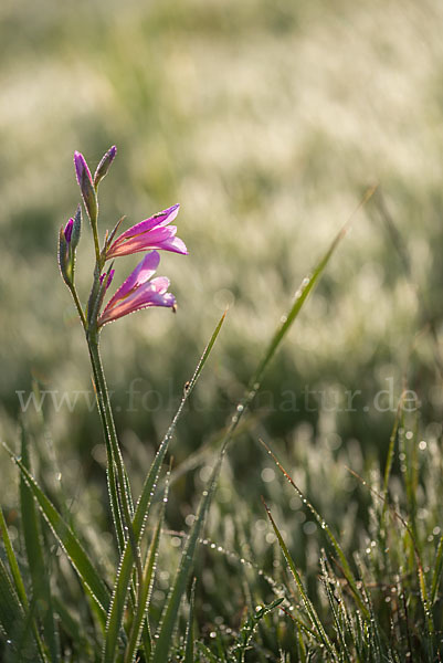 Saat Siegwurz (Gladiolus italicus)