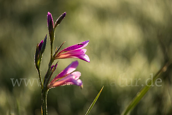 Saat Siegwurz (Gladiolus italicus)