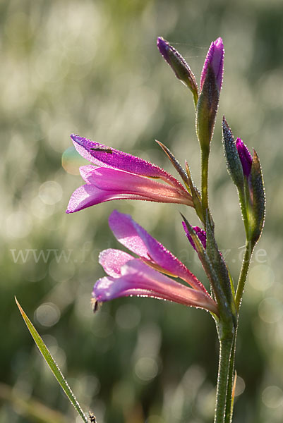 Saat Siegwurz (Gladiolus italicus)