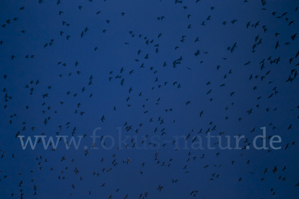 Saatkrähe (Corvus frugilegus)