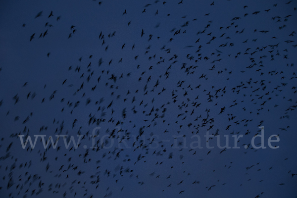 Saatkrähe (Corvus frugilegus)