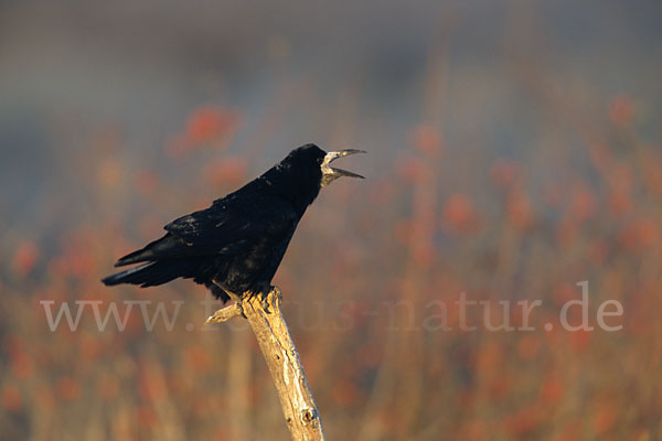 Saatkrähe (Corvus frugilegus)