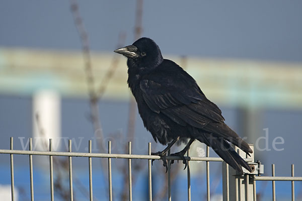 Saatkrähe (Corvus frugilegus)