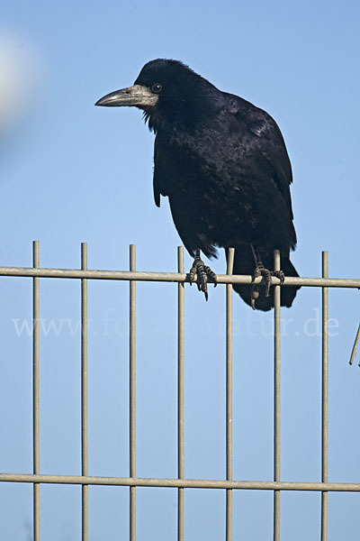 Saatkrähe (Corvus frugilegus)