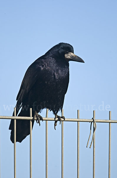 Saatkrähe (Corvus frugilegus)