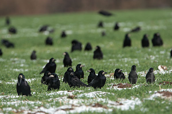 Saatkrähe (Corvus frugilegus)