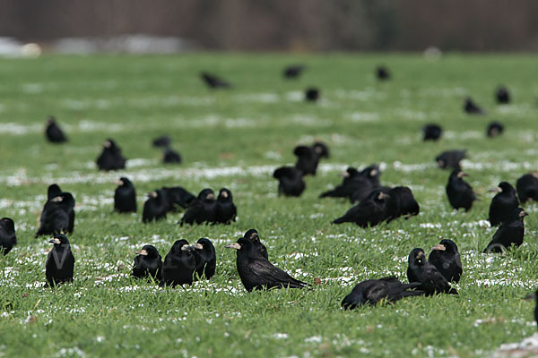 Saatkrähe (Corvus frugilegus)