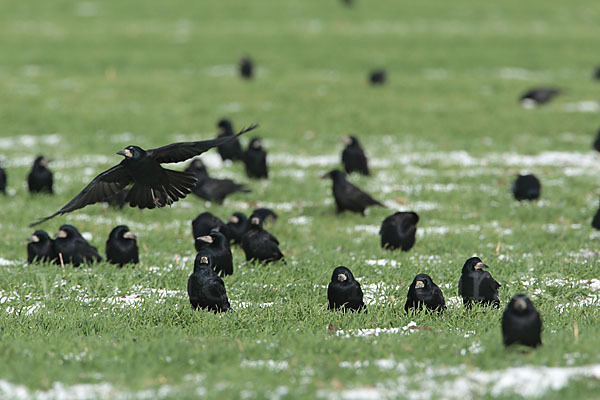 Saatkrähe (Corvus frugilegus)