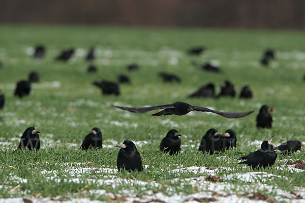 Saatkrähe (Corvus frugilegus)